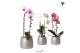 Phalaenopsis elegant cascade Kolibri Orchids Niagara fall mix 1 tak in 