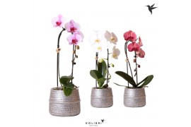 Phalaenopsis elegant cascade Kolibri Orchids Niagara fall mix 1 tak in