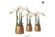 Phalaenopsis multiflora wit Kolibri Orchids 3 tak in Groove pot gold 