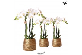 Phalaenopsis multiflora wit Kolibri Orchids 3 tak in Groove pot gold