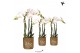 Phalaenopsis multiflora wit Kolibri Orchids 3 tak in Diamond pot gold 