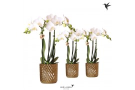 Phalaenopsis multiflora wit Kolibri Orchids 3 tak in Diamond pot gold