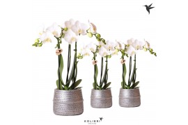 Phalaenopsis multiflora wit Kolibri Orchids 3 tak in Groove pot silver