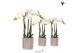 Phalaenopsis multiflora wit Kolibri Orchids 3 tak in Diamond pot silve 