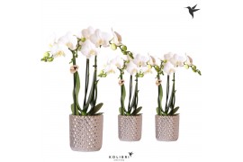 Phalaenopsis multiflora wit Kolibri Orchids 3 tak in Diamond pot silve