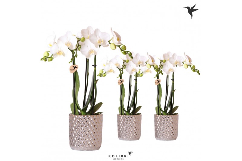 Phalaenopsis multiflora wit Kolibri Orchids 3 tak in Diamond pot silve 
