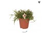 Rhipsalis baccifera oasis cassutha kolibri greens