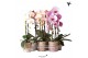 Phalaenopsis elegant cascade 1 tak niagara fall mix kolibri orchids 