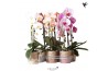 Phalaenopsis elegant cascade 1 tak niagara fall mix kolibri orchids