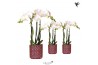 Phalaenopsis multiflora wit Kolibri Orchids 3 tak in Diamond Pearl red
