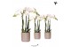 Phalaenopsis multiflora wit Kolibri Orchids 3 tak in Diamond Pearl san 