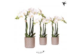 Phalaenopsis multiflora wit Kolibri Orchids 3 tak in Diamond Pearl san