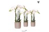 Phalaenopsis multiflora wit Kolibri Orchids 3 tak in Diamond Pearl san
