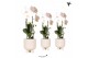 Phalaenopsis elegant cascade Kolibri Orchids Niagara fall white 1 tak  