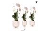 Phalaenopsis elegant cascade Kolibri Orchids Niagara fall white 1 tak 