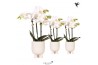 Phalaenopsis multiflora wit Kolibri Orchids Phalaenopsis white 3 spike