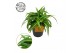 Chlorophytum comosum bonnie carribean 