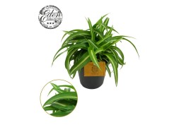 Chlorophytum comosum bonnie carribean