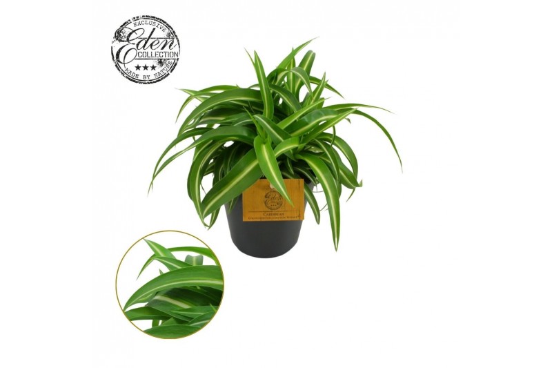 Chlorophytum comosum bonnie carribean 