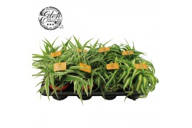 Chlorophytum mix