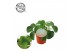 Pilea peperomioides + duits etiket 