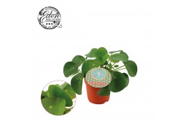 Pilea peperomioides + duits etiket