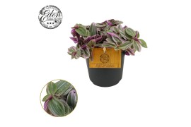 Tradescantia cerinthoides sweetness