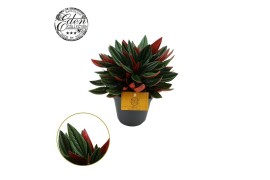 Peperomia caperata rosso