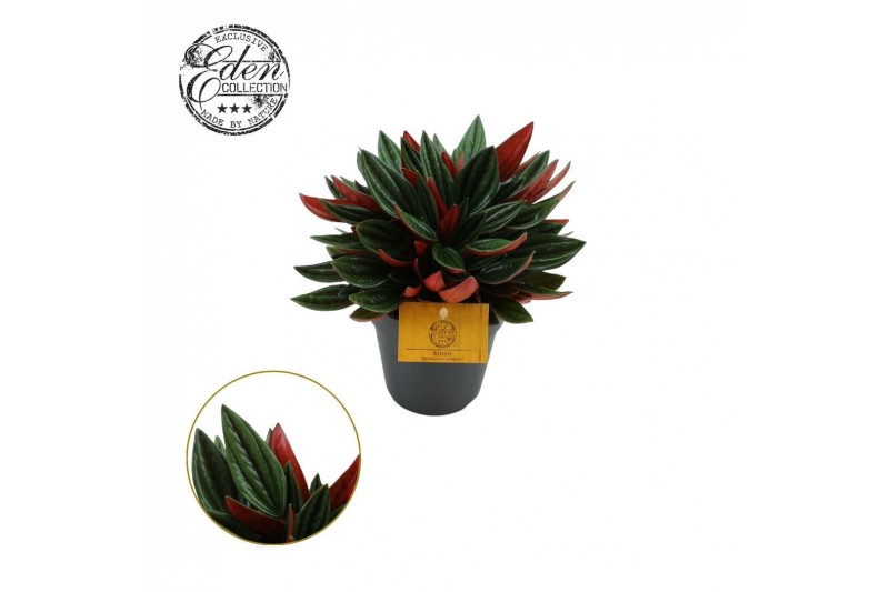 Peperomia caperata rosso 