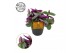 Tradescantia albiflora nanouk 