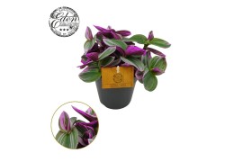 Tradescantia albiflora nanouk