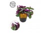 Tradescantia albiflora nanouk