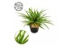 Chlorophytum ocean 