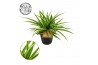 Chlorophytum ocean