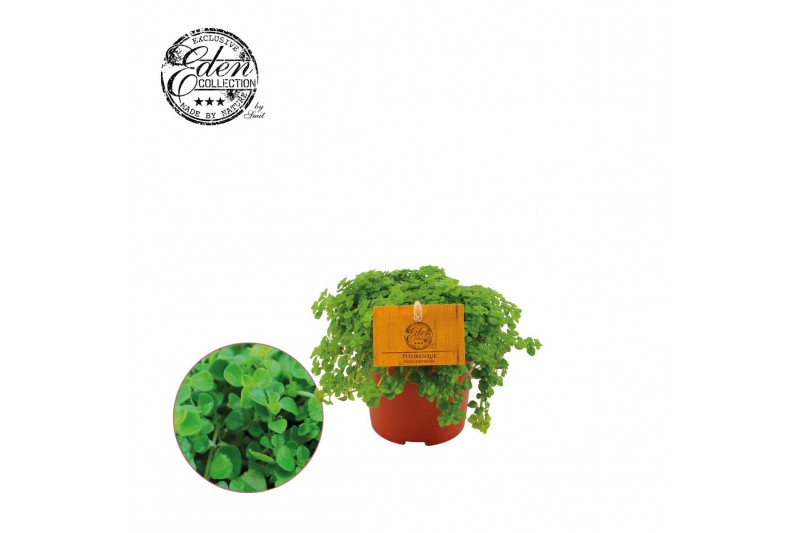 Pilea depressa 
