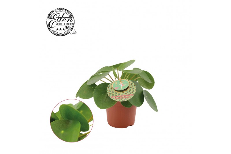 Pilea peperomioides + frans etiket 