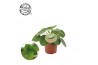 Pilea peperomioides + frans etiket