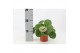 Pilea peperomioides + frans etiket 