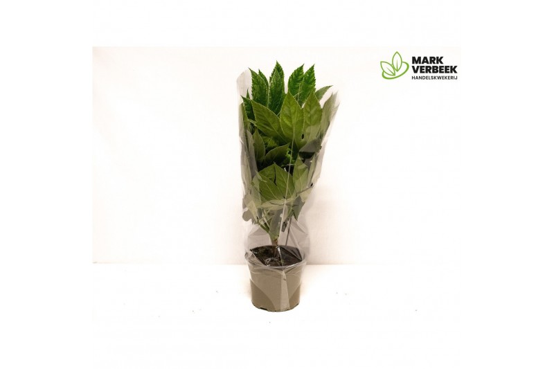 Fatsia japonica variegata Spider Web 
