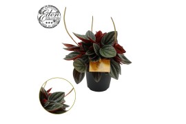 Peperomia caperata lilian