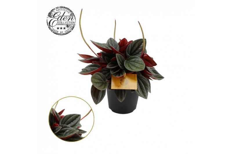 Peperomia caperata lilian 