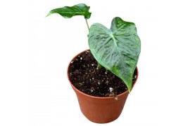 Alocasia Alocasia Frydek Tattoo 1 pp