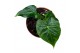 Alocasia Alocasia Frydek Tattoo 1 pp 