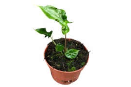 Alocasia Alocasia Teletubbies 1 pp