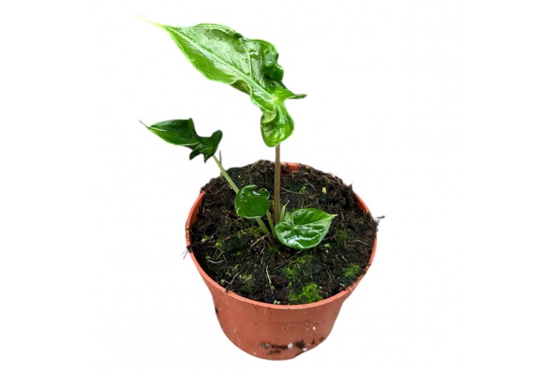 Alocasia Alocasia Teletubbies 1 pp 