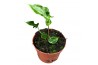 Alocasia Alocasia Teletubbies 1 pp