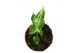 Alocasia Alocasia Teletubbies 1 pp 