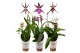 Brassia summer dream 3 tak,3 tak/plnt,3 tak/plnt,3 tak/plnt,3 tak/plnt 