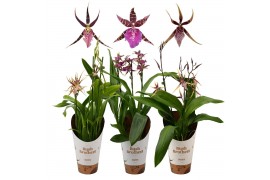 Brassia summer dream 3 tak,3 tak/plnt,3 tak/plnt,3 tak/plnt,3 tak/plnt