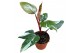 Philodendron Philodendron Red Anderson 1 pp 